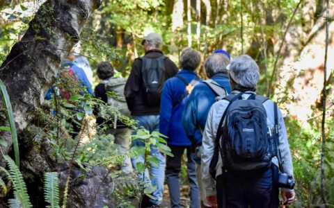 Small group of hikers in blue shirts with backpacks walk a dense rainforest trail in sun on an Auckland to Queenstown cruise.