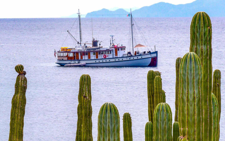 A small white wooden historic ship on a Baja cruise with green cactus in foreground.