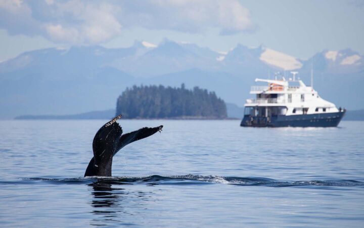 A small yacht is seen in front of mountains in the background with a whale tail large in the foreground