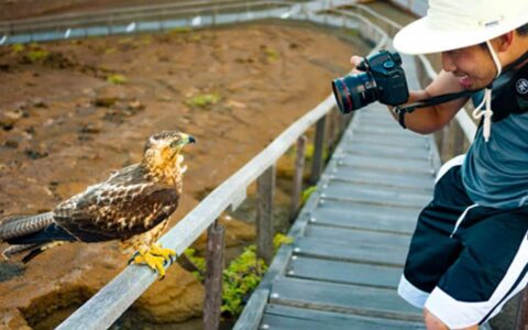 A passenger on Natural Paradise cruises takes a photo of a hawk at the Galapagos Islands