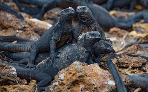 A group of marine iguanas huddle in the rocks at the Galapagos Islands