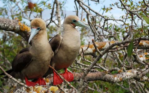 Two red-footed boobies perched on a tree branch in the Galapagos islands.