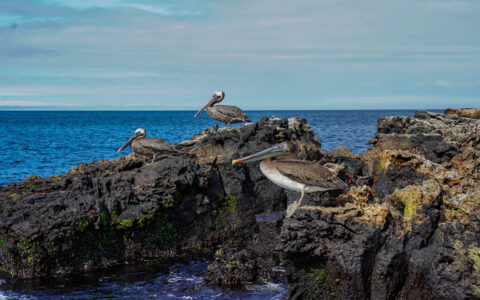 grey and white Galapagos Pelicans sitting near the waters edge on sharp rocks on a sunny calm day