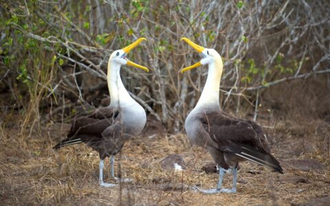 Two albatrosses, with long bright yellow beaks, performing their mating ritual on Espanola island in the Galapagos.