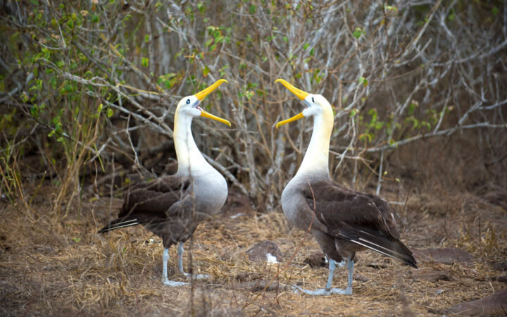 Two albatrosses, with long bright yellow beaks, performing their mating ritual on Espanola island in the Galapagos.