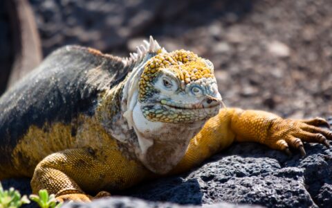 An up close wildlife portrait of the yellow land iguana in the Galapagos Islands