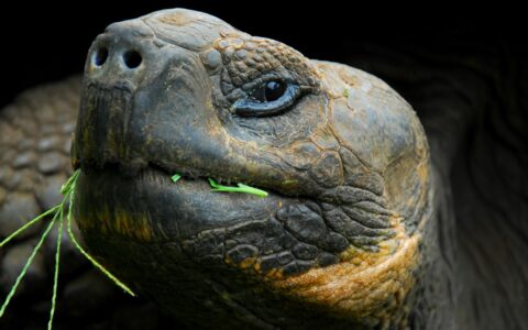 Close up of Galapagos tortoise eating foliage.