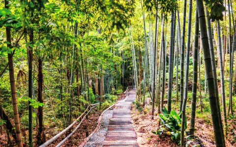 Flat wooden walkway with towering green bamboo shoots on a sunny day, seen on a western Japan cruise with Nat Geo guides.