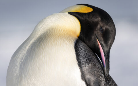 Close-up of an emperor penguin resting in the sun during the Le Commandant Charcot Weddell Sea Voyage.