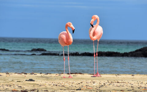 Two flamingos stand side by side looking at each other on a sandy beach