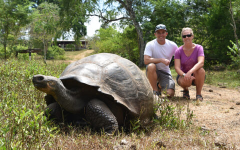 A male in a white shirt and female in a pink shirt kneel behind a giant Galapagos tortoise in the grass