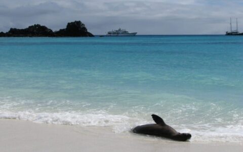 a sea lion plays in the surf and the white sand beach at the galapagos islands