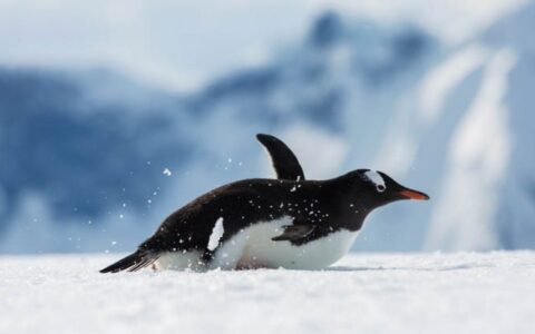 Gentoo penguin slides across white snow with peaks in the distance, seen on the Quest For The Antarctic Circle cruise.