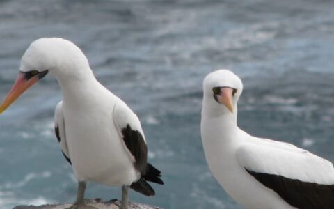 two boobies with white and grey feathers stand on rocks next to the ocean at the galapagos islands