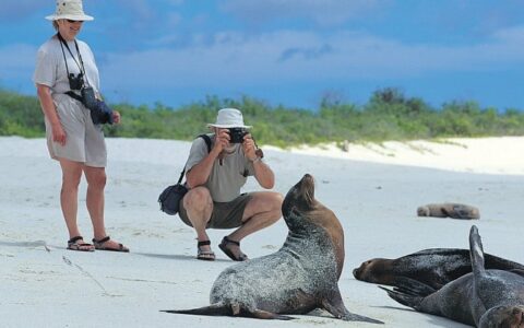 Two people admire and photograph sea lions that are sunbathing on the Galapagos Islands