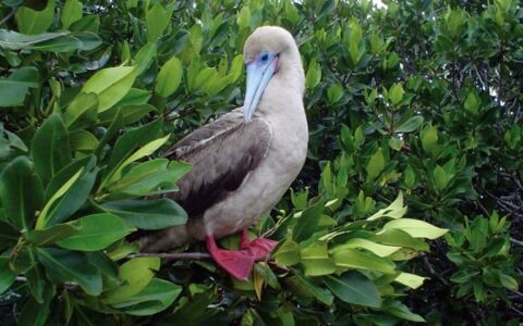 A red-footed booby is perched in a leafy, green tree, an example of the wildlife guests aboard the Isabella luxury yacht may see in the Galapagos Islands.