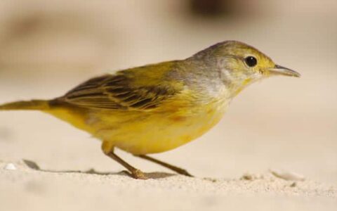 a yellow bird in the sand at santa fe island in the galapagos
