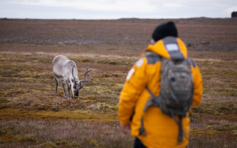 Arctic traveler wearing yellow parka stands in front of a reindeer eating shrubs during Spitsbergen Highlights small ship cruise