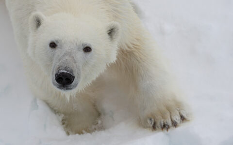 Close-up shot of Polar bear in Svalbard Archipelago standing on ice below during Spitsbergen Highlights small ship cruise