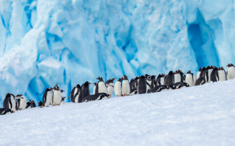 Large group of black & white gentoo penguins walks up a snowy hill backed by blue glacier ice in Antarctica.
