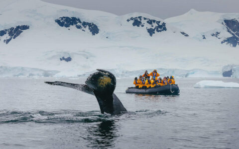 In Antarctica a whale tale breaches the surface of the water in front of travelers watching from an inflatable skiff wearing yellow parkas.