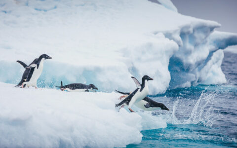 5 Adelie penguins with blue eyes walk, glide & jump off of iceberg into sea on an Antarctica cruise with helicopter.