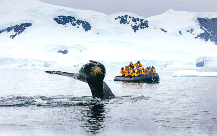 In Antarctica a whale tale breaches the surface of the water in front of travelers watching from an inflatable skiff wearing yellow parkas.