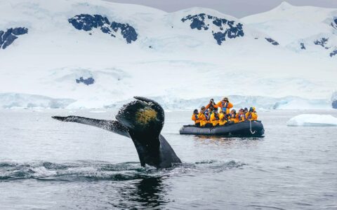 In Antarctica a whale tale breaches the surface of the water in front of travelers watching from an inflatable skiff wearing yellow parkas.