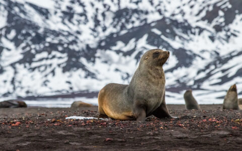 Seal with brown fur sits on beach of dark stones by snow-covered mountains, seen on an Antarctica helicopter tour.