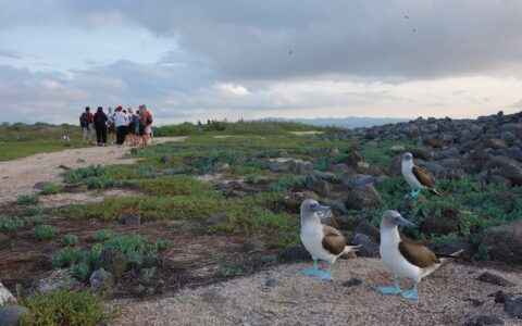 Two Galapagos blue footed booby birds on nest with travelers walking on path nearby