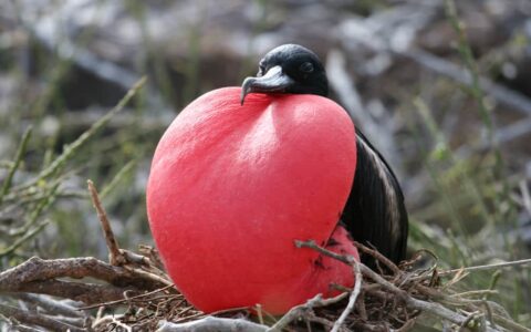 Galapagos frigate bird with red pouch extended in mating display