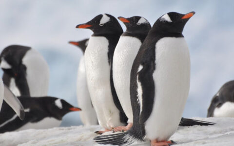 A penguin family group seen during a Classic Antarctic trip aboard the Ushuaia seen resting before returning to the waters