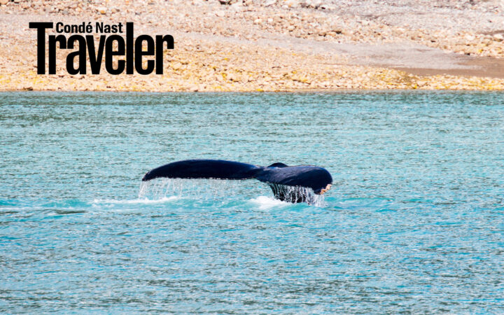 Humpback whale tail sticking out of water with tan landscape in background on a sunny day. Black Conde Nast logo in top corner.