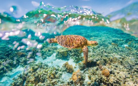 Tan sea turtle swims over turquoise reef in very clear water, seen on western australia cruises.