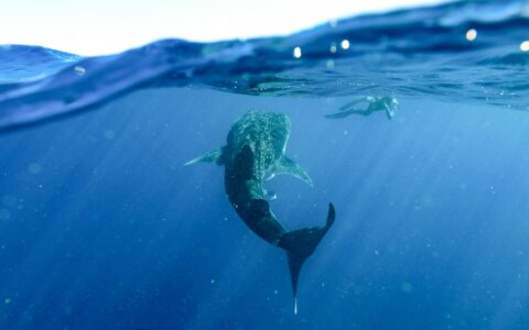Snorkeler at water's surface photographs a large whale shark swimming nearby in clear water on western Australia cruises.