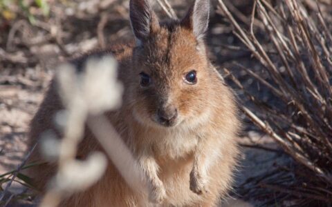 Rufous hare wallaby with rabbit-like ears & tan fur looks up from beside sandy scrub brush on a western Australia cruise.