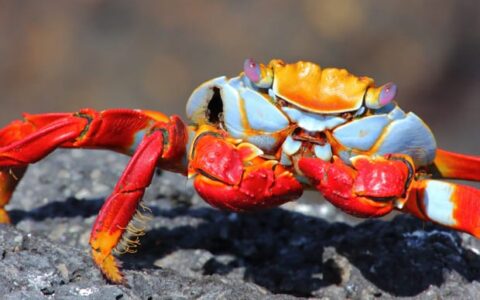 Cachalote Explorer Galapagos Cruises photo 3