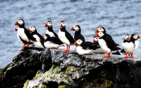 Thirteen puffins huddle together and rest on a mossy rock in the ocean on a cloudy day, seen during Icelandic Mosaic cruise.