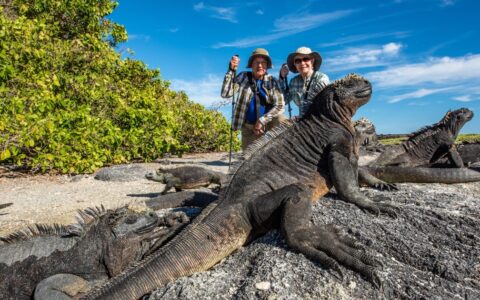 A Galapagos shore excursion aboard Isabela II ship, two travelers pose behind a group of grey and black marine iguanas.