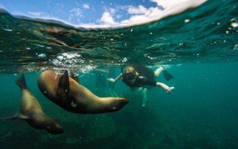 Underwater photo of a snorkeler swimming with two sea lions in the crystal clear teal water of the Galapagos islands.