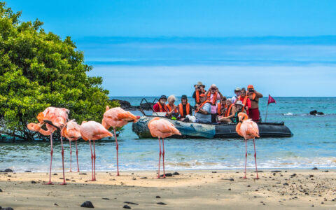 Guests on a La Pinta Galapagos cruise ride a Zodiac near the shore & observe a group of pink flamingos standing on the beach.