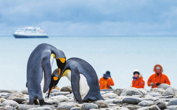2 king penguins with orange & black heads, silver backs & white bellies stand on rocks with Antarctica travelers nearby.