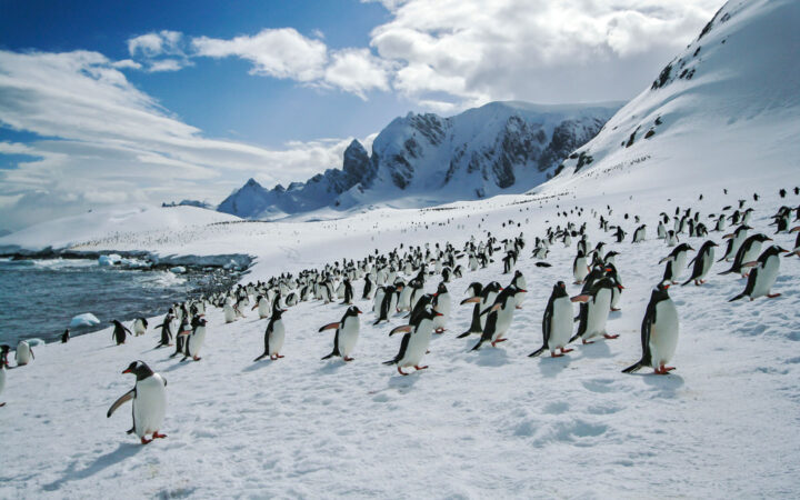 Many gentoo penguins walk up a snowfield, away from calm water on a sunny day on the Quest for The Antarctic Circle cruise.