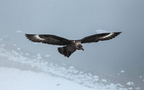 Large, dark-winged bird flies above a snowfield beside glassy water on the Quest For The Antarctic Circle cruise.