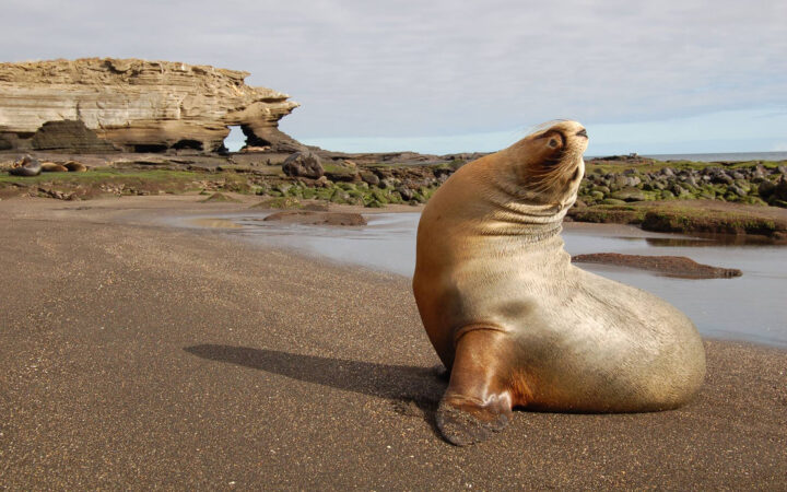 During golden hour a sea lion poses for a wildlife portrait on a sandy beach in the Galapagos.