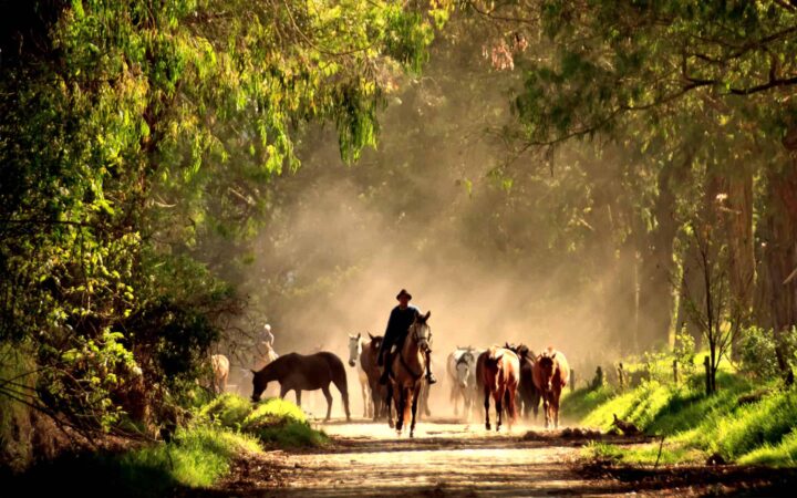 ecuador travelers riding horses at andes highland haciendas trip walk down a path with other horses around them and green foliage on either side of them and above them