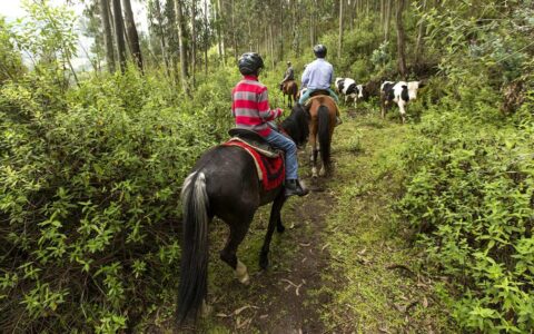 Travelers in helmets horseback ride through lush landscape of Ecuador's mountains, following a trail by black & white cattle.