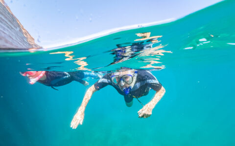 Guests snorkeling in the Gulf of Mexico, Mexico.
