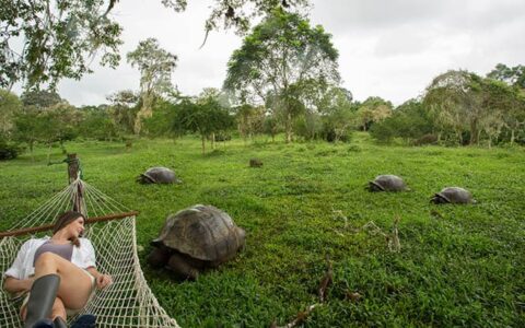 galapagos adventure traveler laying on a hammock above a field full of tortoises