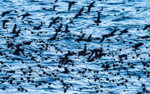 Swarm of black-feathered parakeet auklet birds flies above choppy blue sea, seen on an Alaska to Japan cruise.